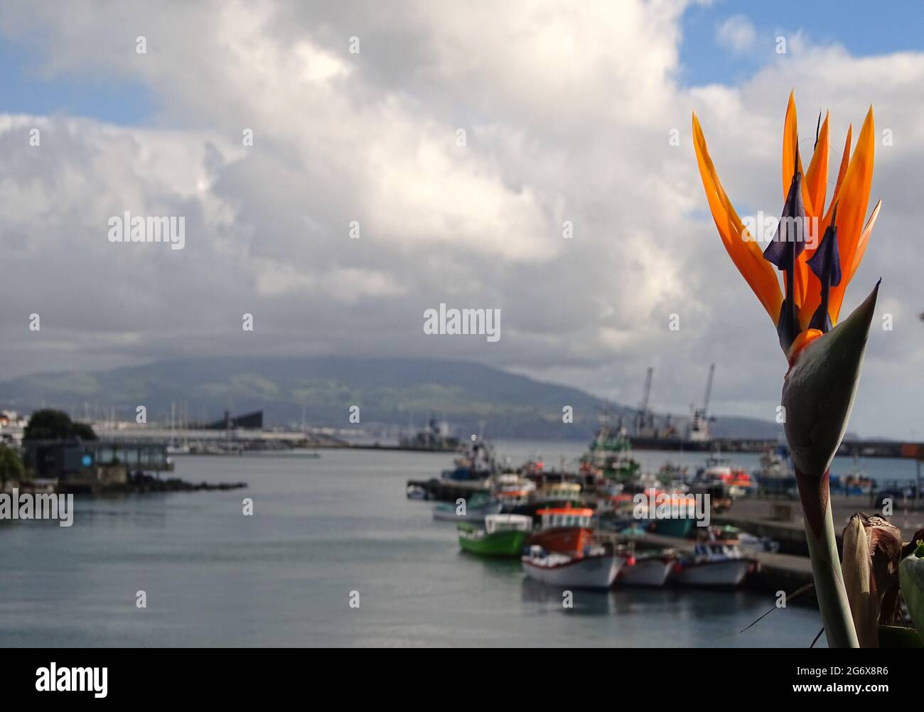 Hafen von Ponta Delgada Hauptstadt, Azoren Reiseziel, bunte Boote, Blumen. Stockfoto