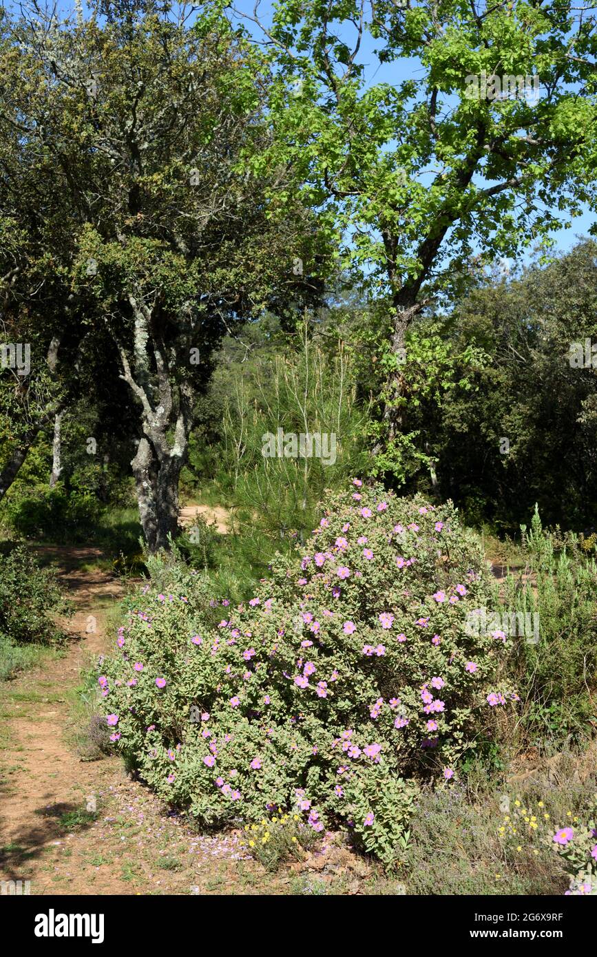 Graublättriger Zistusstrauch oder Bush, Cistus albidus, wächst in Maquis shrubland oder Garrigue in der Provence Südfrankreich Stockfoto