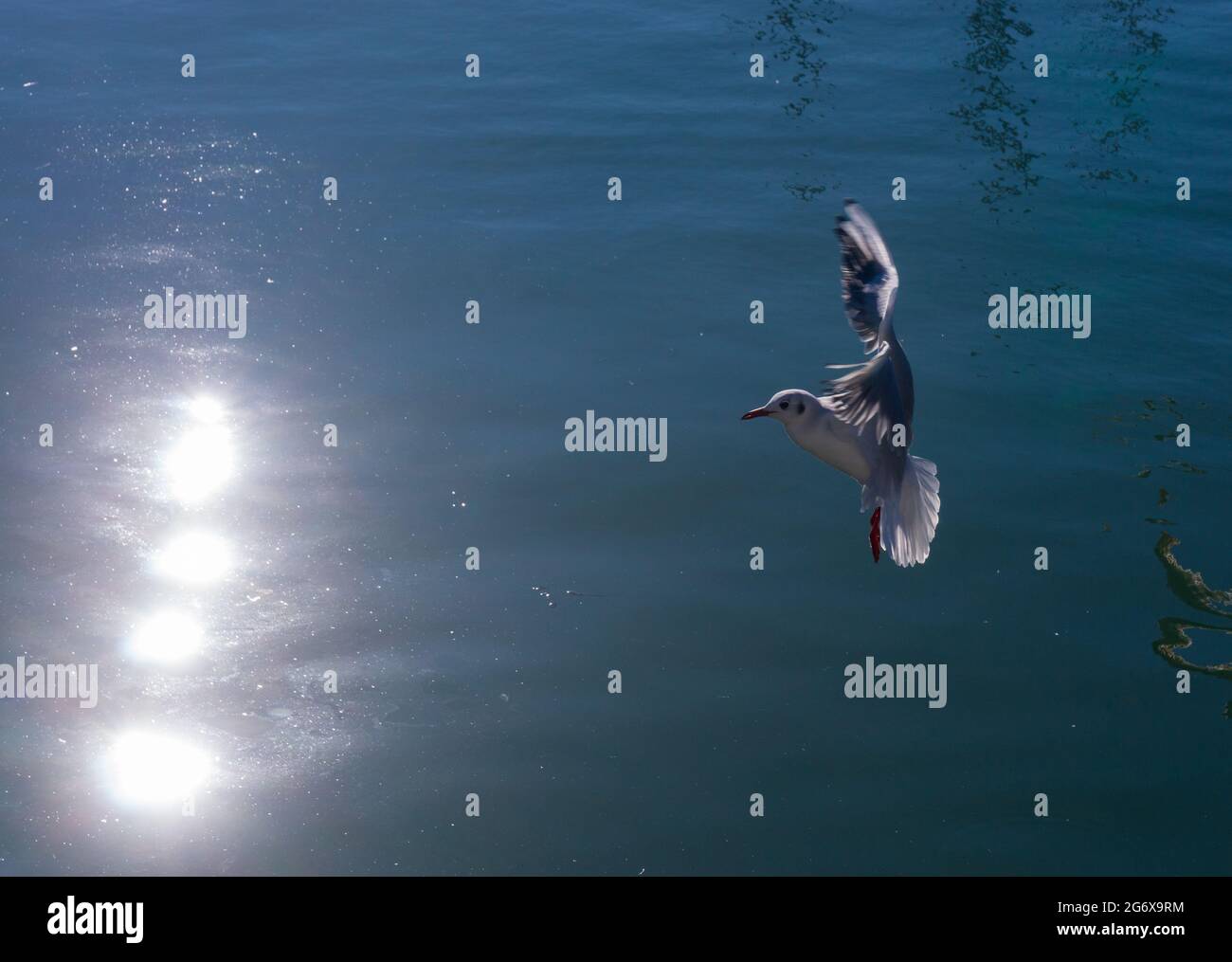 Hintergrundbeleuchtung auf dem Meer mit lebhaften Reflexen der Sonne auf dem Wasser und einer fliegenden Möwe. Platz zum Schreiben. Stockfoto