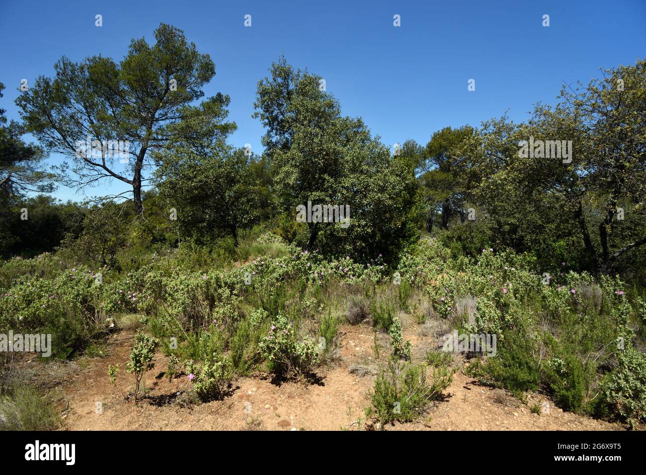 Typische Garrigue- oder Maquis-Vegetation oder Ökosystem im Frühling mit blühender Graublättriger Zistrose, Cistus albidus & mediterraner Wald Provence Frankreich Stockfoto
