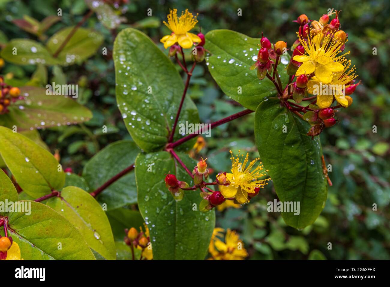 Hypericum x inodorum 'Elstead' (St. Johns Wort) Stockfoto