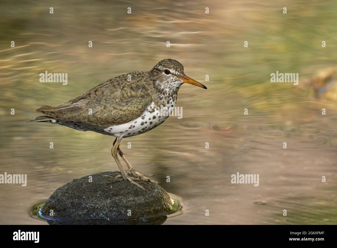 Fleckensandpiper (Actitis macularius), Alpine County California USA Stockfoto