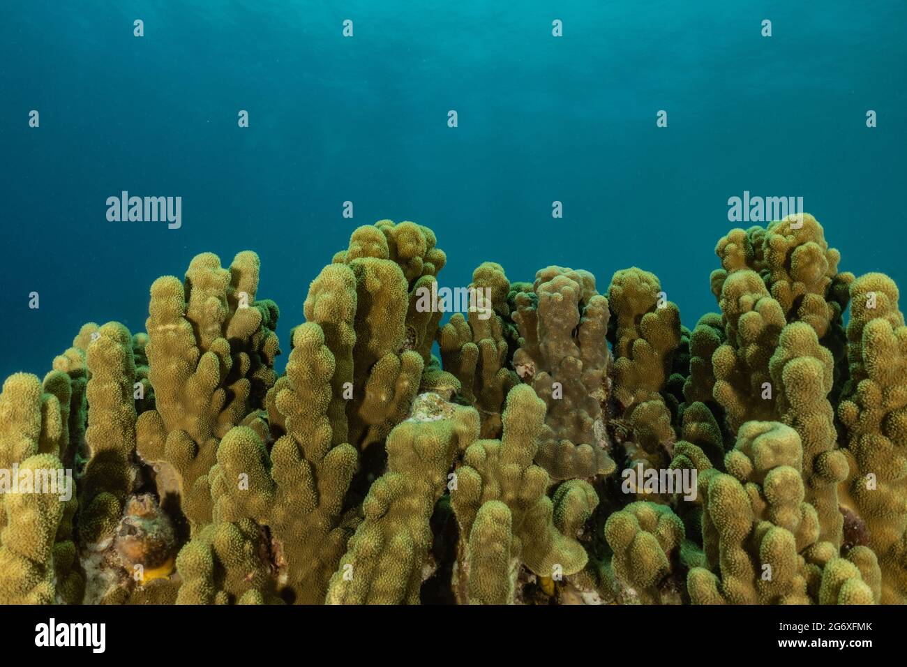 Korallenriff und Wasserpflanzen im Roten Meer, Eilat Israel Stockfoto