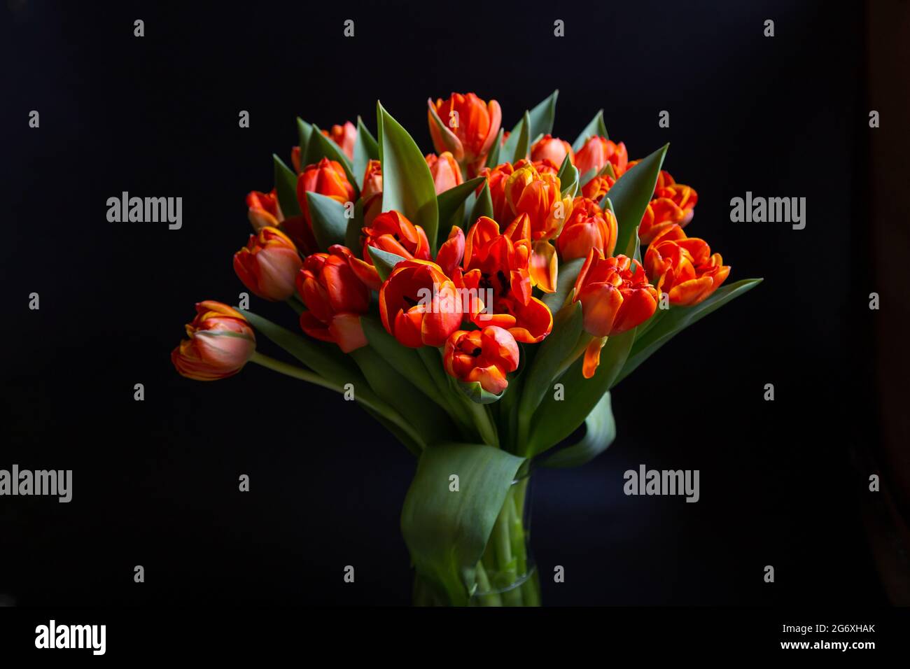 Bouquet von rot-gelben Tulpen auf schwarzem Hintergrund. Nahaufnahme. Stockfoto