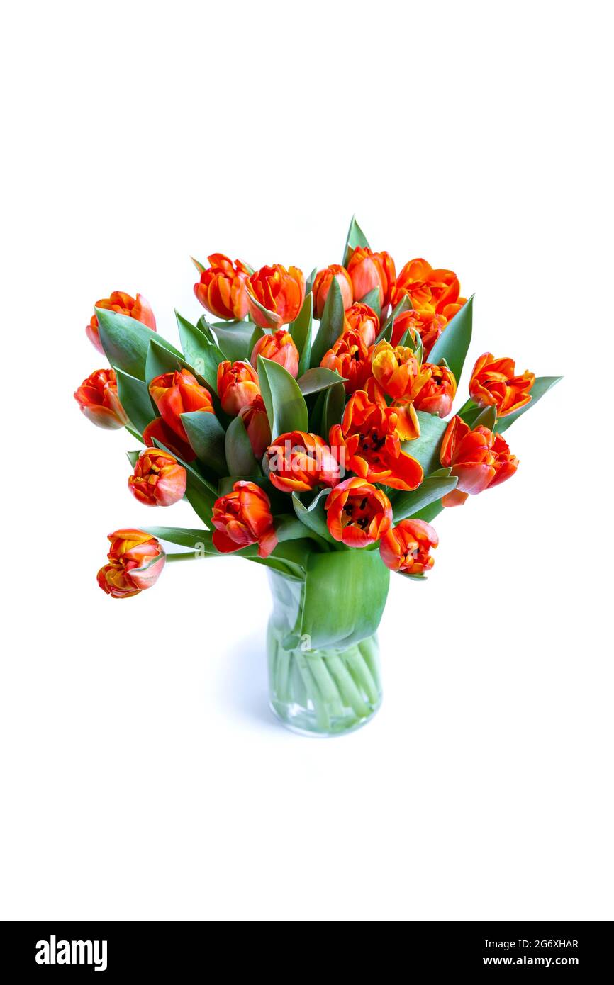 Bouquet von rot-gelben Tulpen auf weißem Hintergrund. Nahaufnahme. Stockfoto