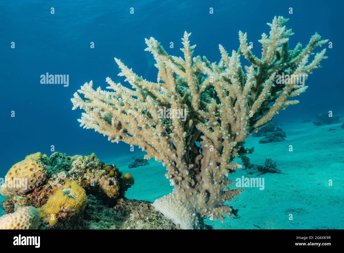 Korallenriff und Wasserpflanzen im Roten Meer, Eilat Israel Stockfoto
