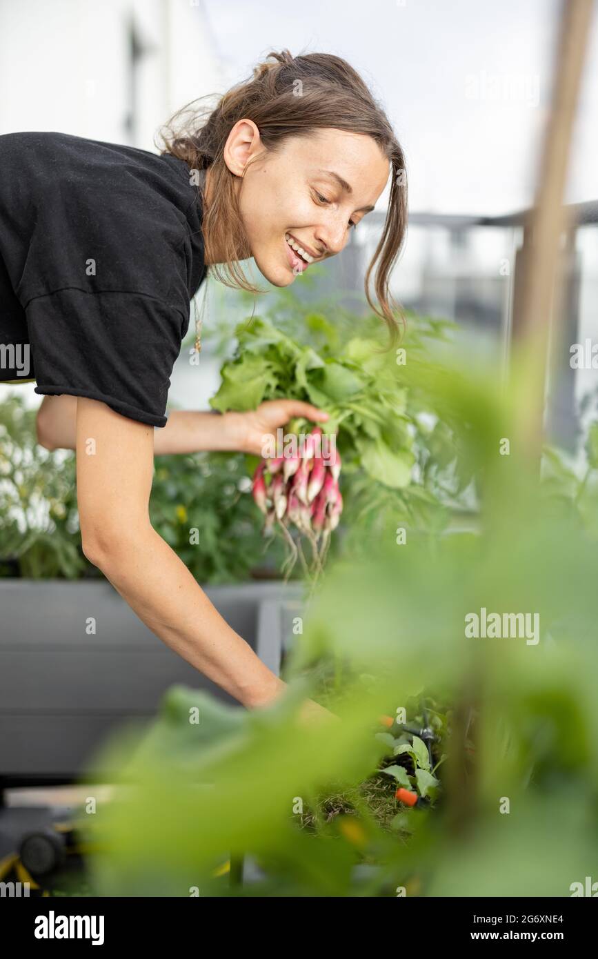 Frau erntet Rettich aus dem heimischen Balkon Garten. Gesunde Bio-Lebensmittel, Gemüse, Landwirtschaft aus städtischen Garten in der Stadt. Stockfoto