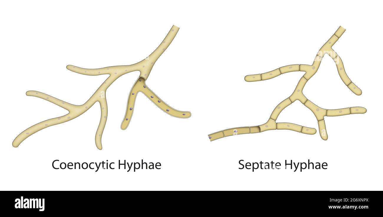 Die Struktur einer Pilzhyphe. Koenozytäre Hyphen, Septate Hyphen Stockfoto