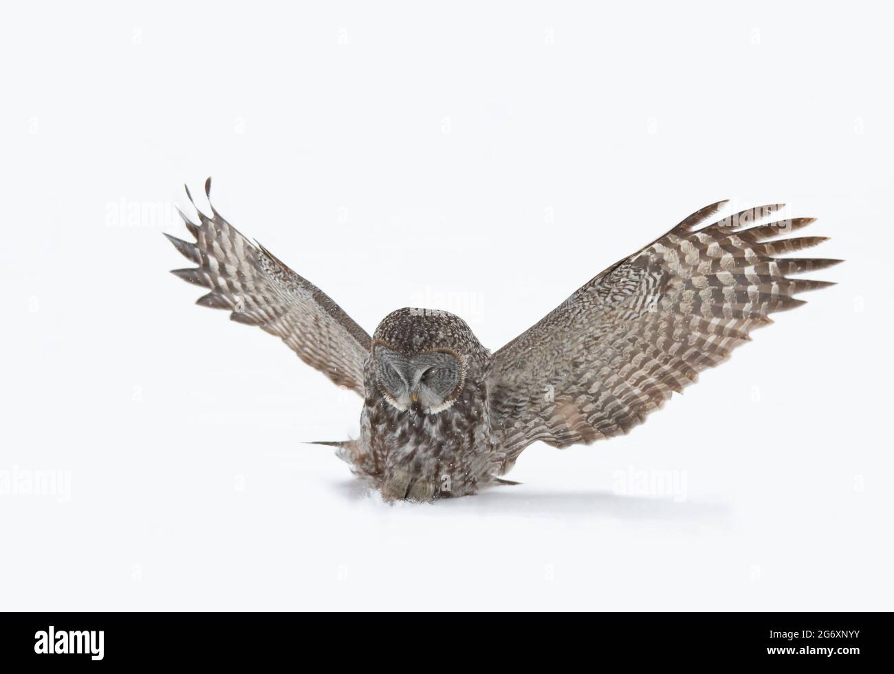 Große graue Eule mit ausgebreiteten Flügeln bereitet sich darauf vor, im Winter in Kanada auf Beute zu stürzen Stockfoto