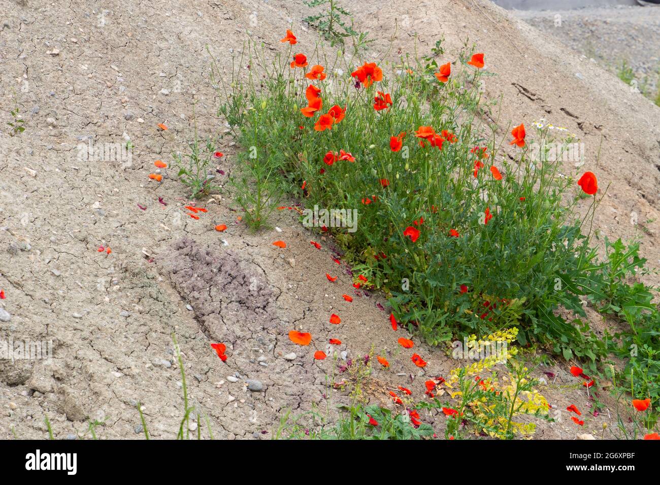 Roter Mohn wächst auf Schutt- und Kieshaufen auf einer Baustelle Stockfoto