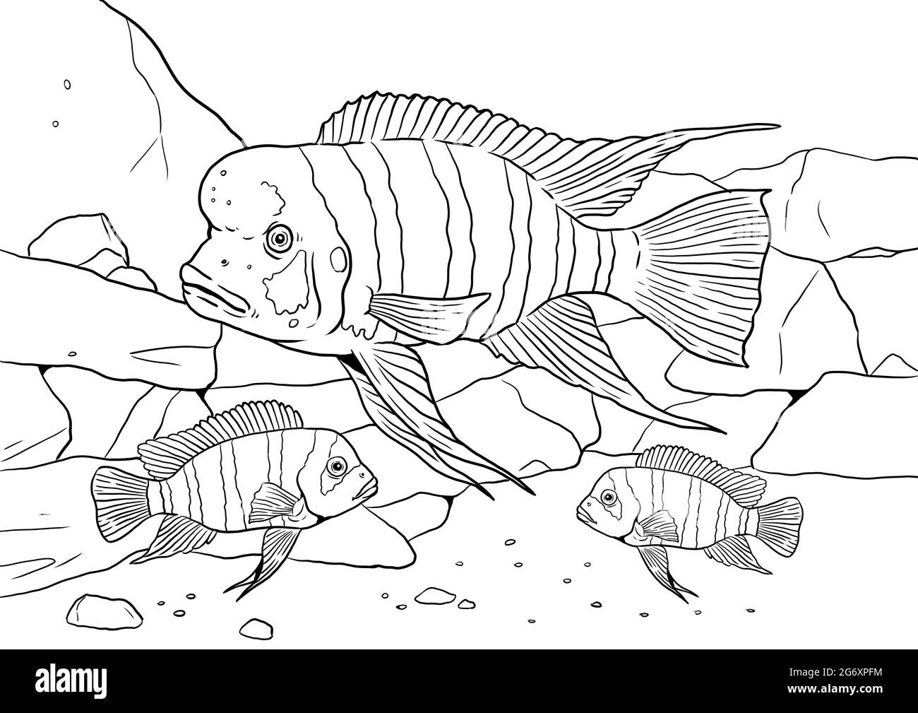 Aquarium mit Cyphotilapia frontosa zum Färben. Bunte afrikanische Fischvorlagen. Bild für Kinder und Erwachsene. Stockfoto