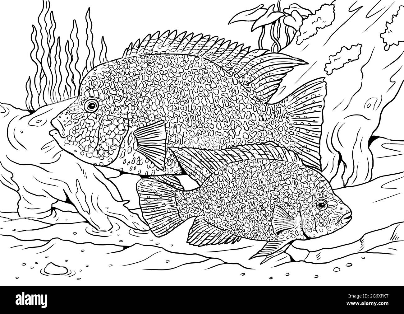 Aquarium mit Texas Buntbarsch zum Färben. Bunte Fischvorlagen. Bild für Kinder und Erwachsene. Stockfoto