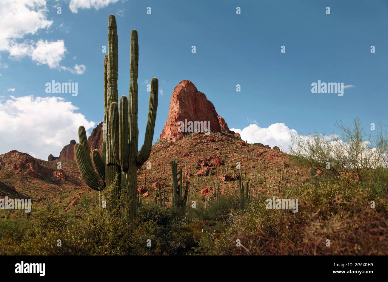 Kaktus in der wüste der usa Stockfoto