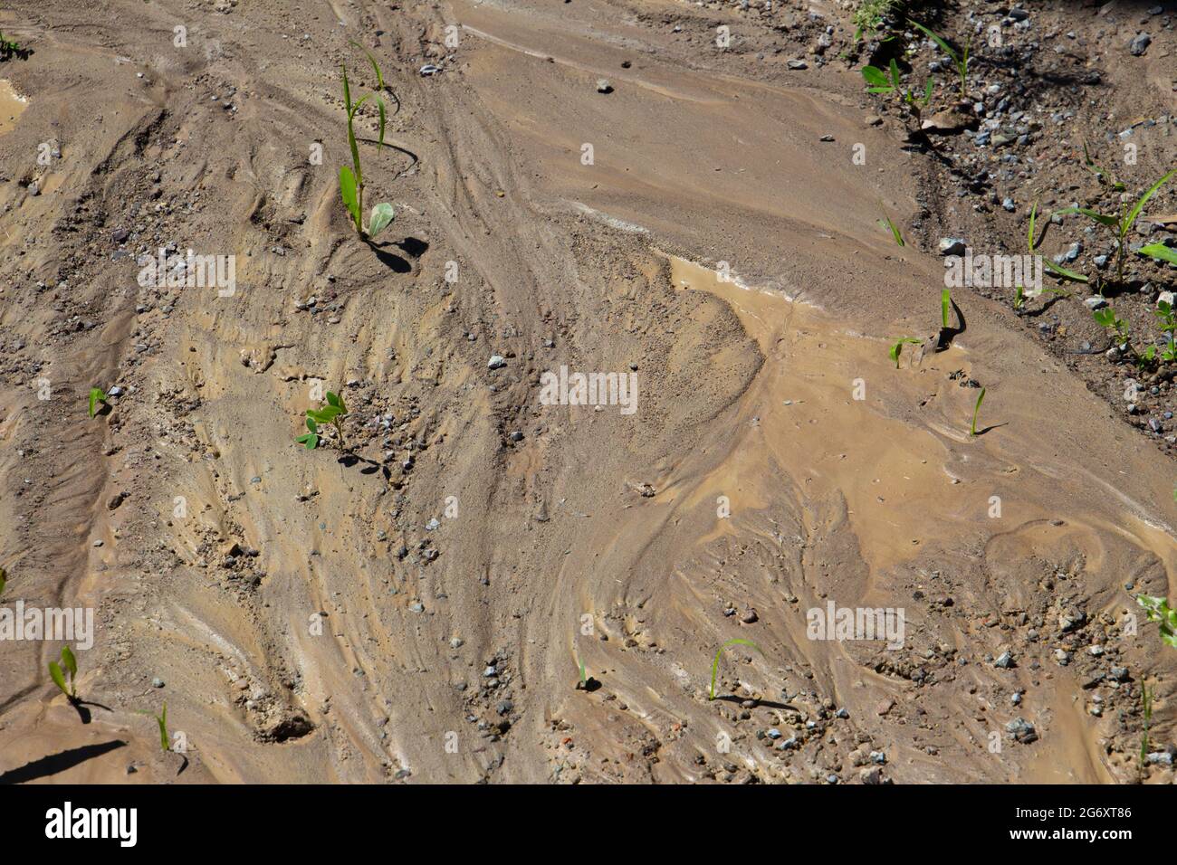 Hellbraune und beige nasse Schlamm-Textur für den Hintergrund Stockfoto