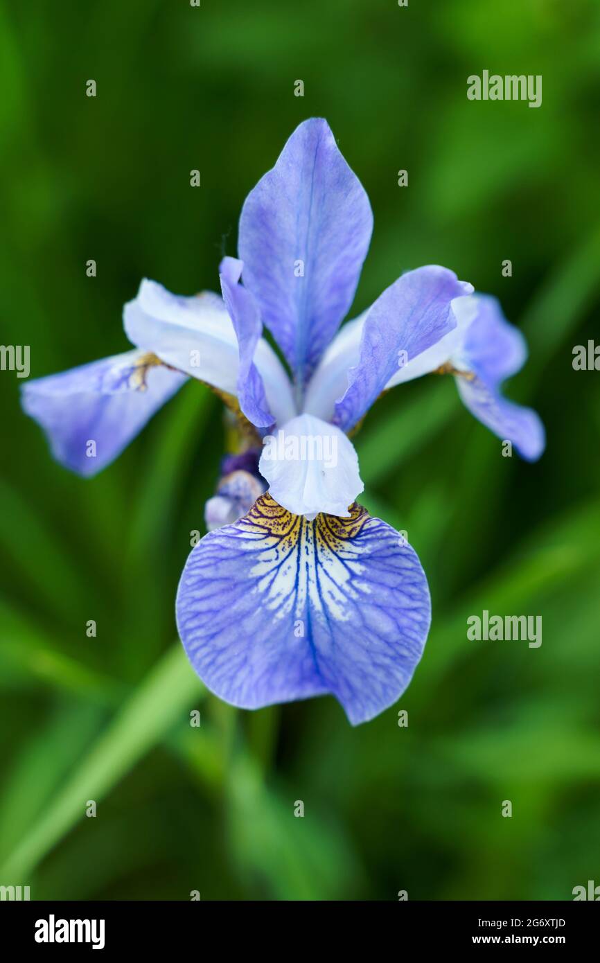 Nahaufnahme blaue Iris mit grün verschwommenem Hintergrund Stockfoto