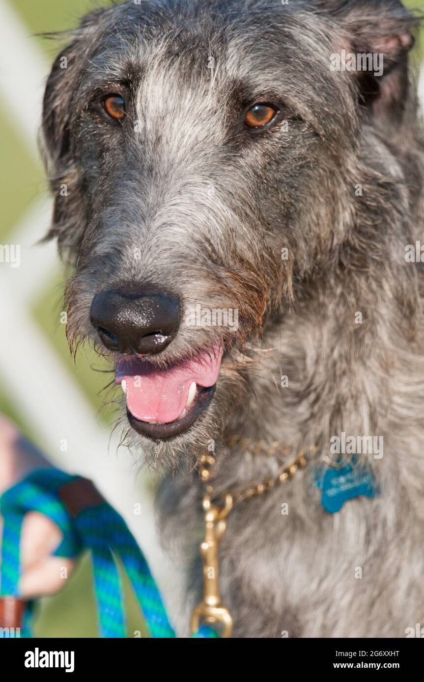 Schottischer Deerhound auf einer Hundeausstellung in New York Stockfoto