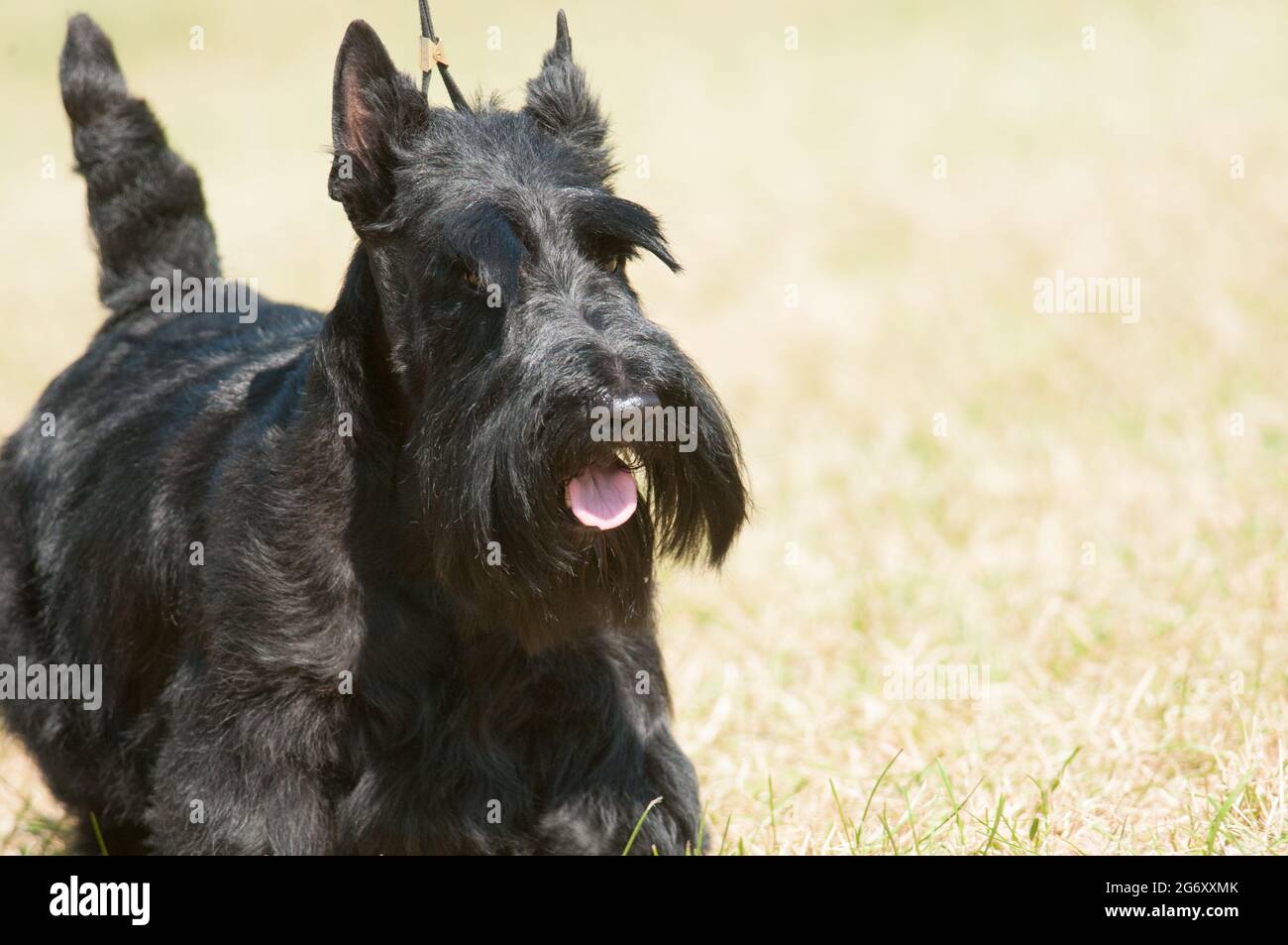 Scottish Terrier auf einer Hundeausstellung in New York Stockfoto