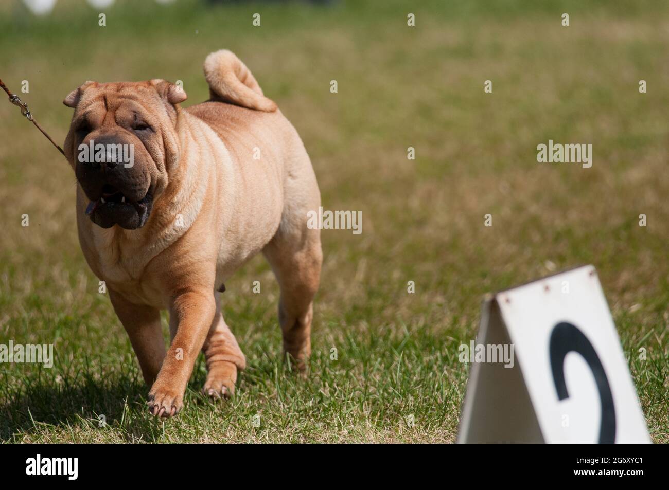 Sharpei auf einer Hundeausstellung in New York Stockfoto