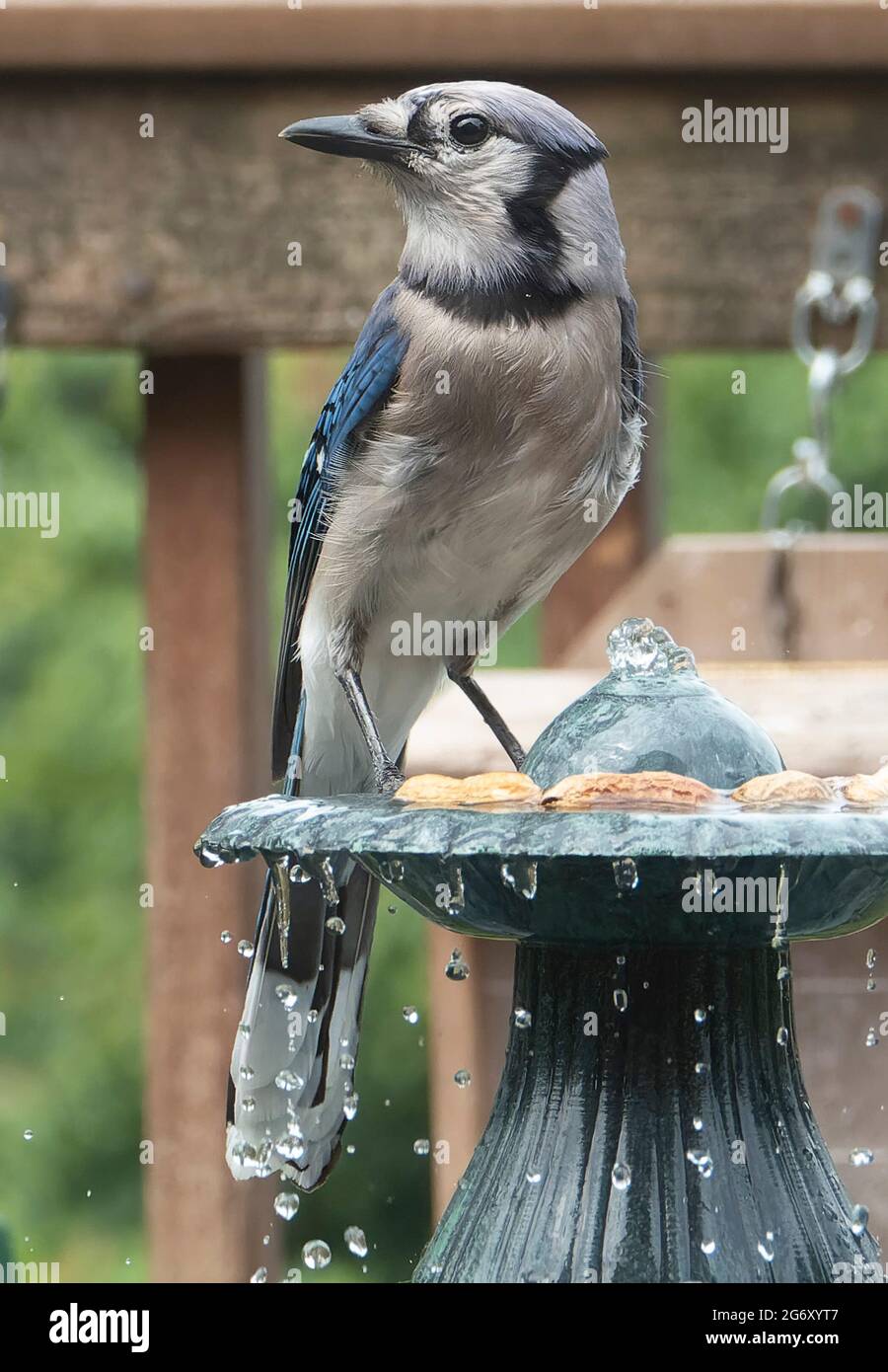 Bluejay achtet auf seine Umgebung auf einem Hinterhof-Brunnen Stockfoto