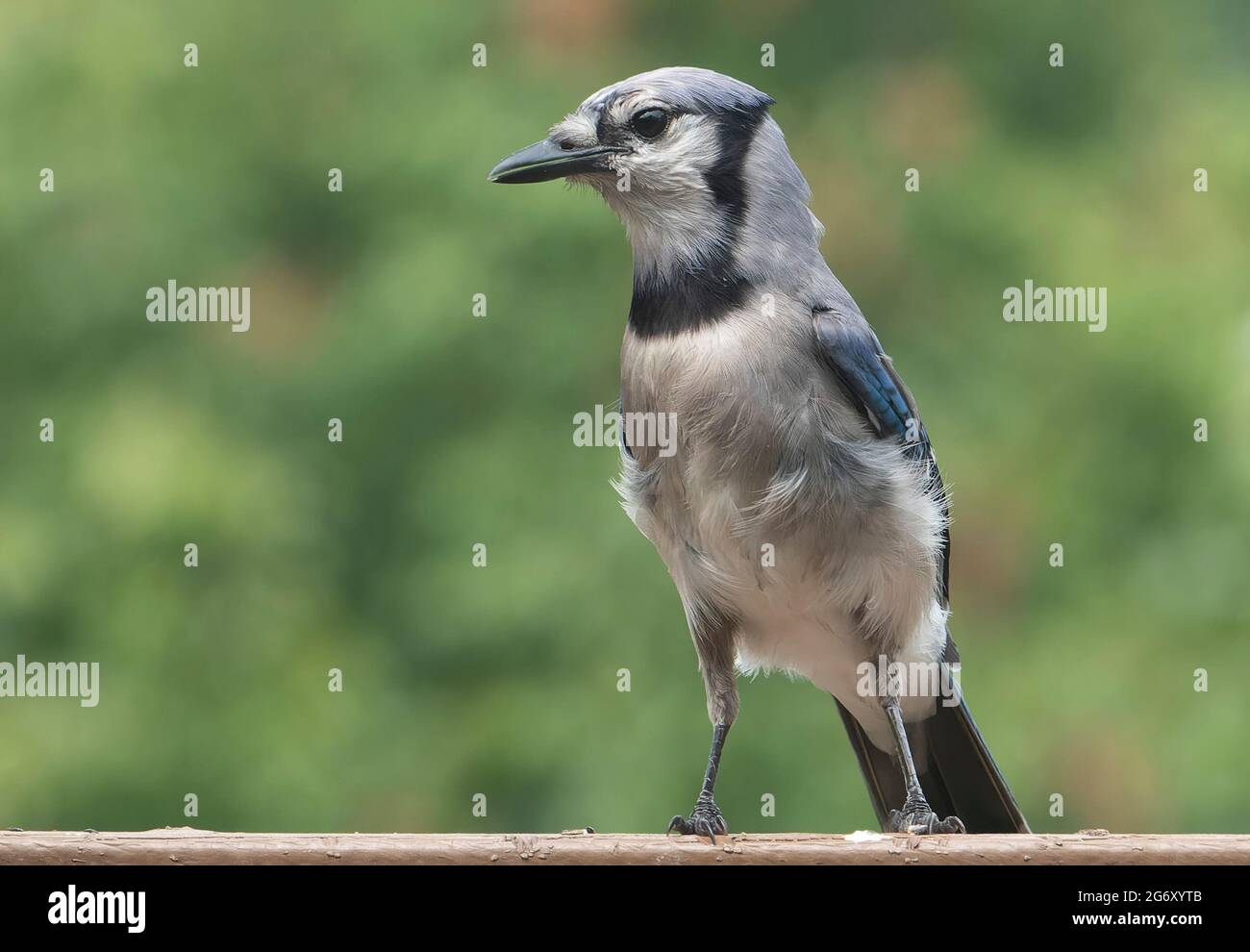 Bluejay achtet auf seine Umgebung auf einem Hinterhof-Brunnen Stockfoto
