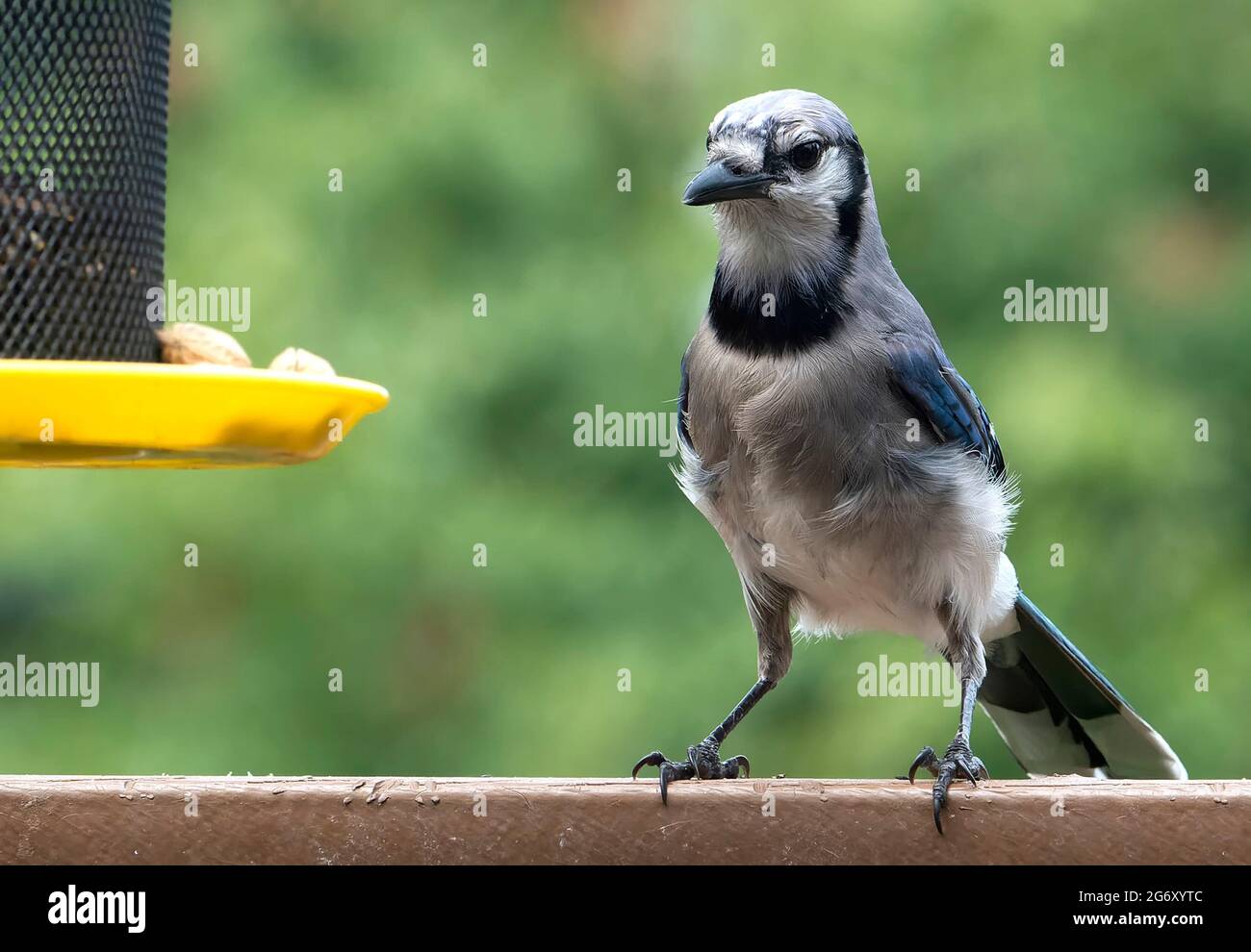 Bluejay achtet auf seine Umgebung auf einem Hinterhof-Brunnen Stockfoto