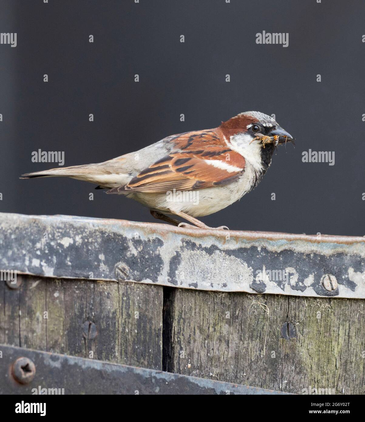 Haussparrow (Passer domesticus) mit einem Schnabel voller Fliegen. Auf einer stabilen Tür. Spatzen brauchen Insekten. Stockfoto