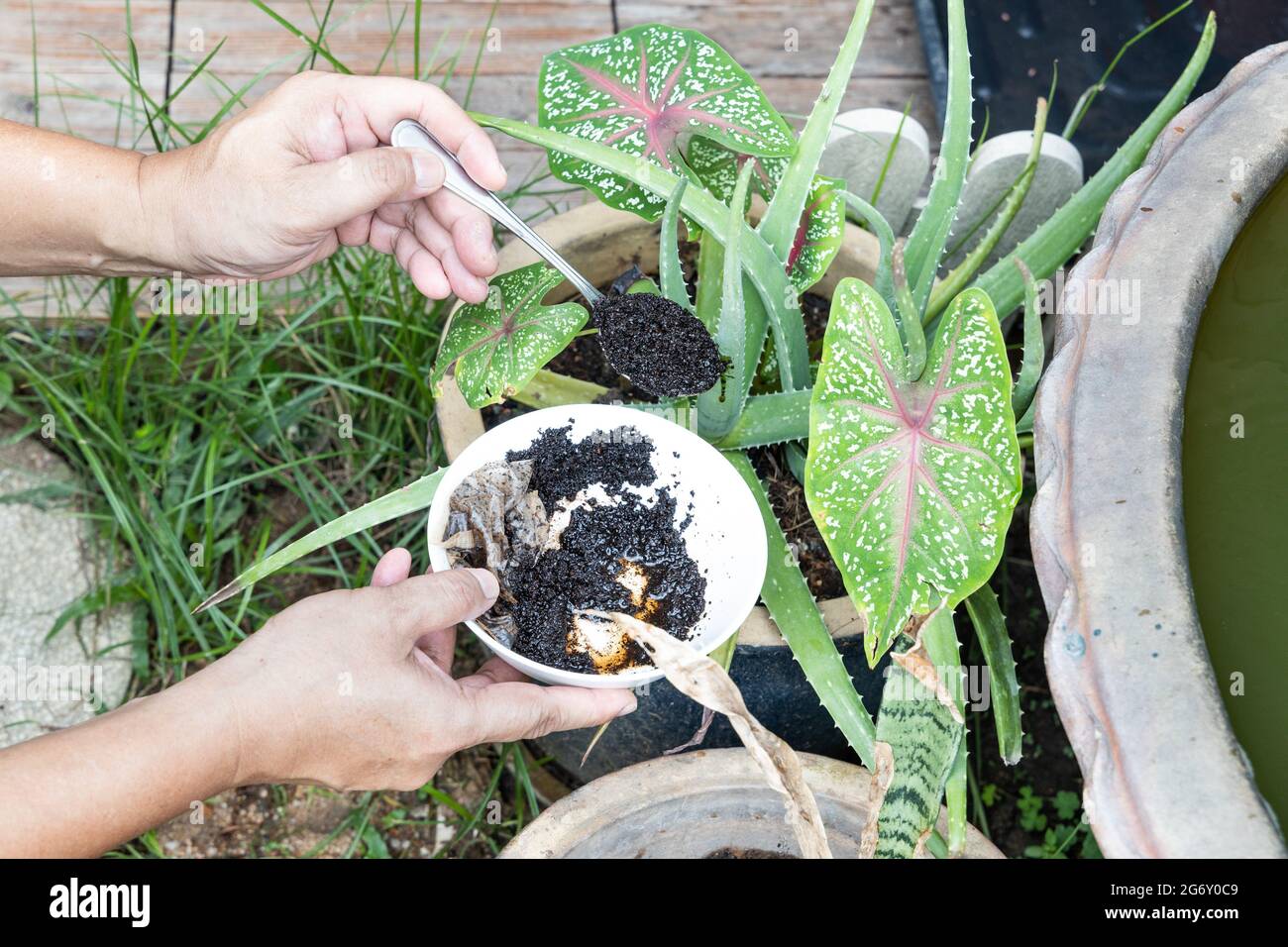 Kaffeesatz wird Rosmarin Pflanze als natrlicher organischer Dnger reich  an Stickstoff fr das Wachstum hinzugefgt Stockfotografie - Alamy
