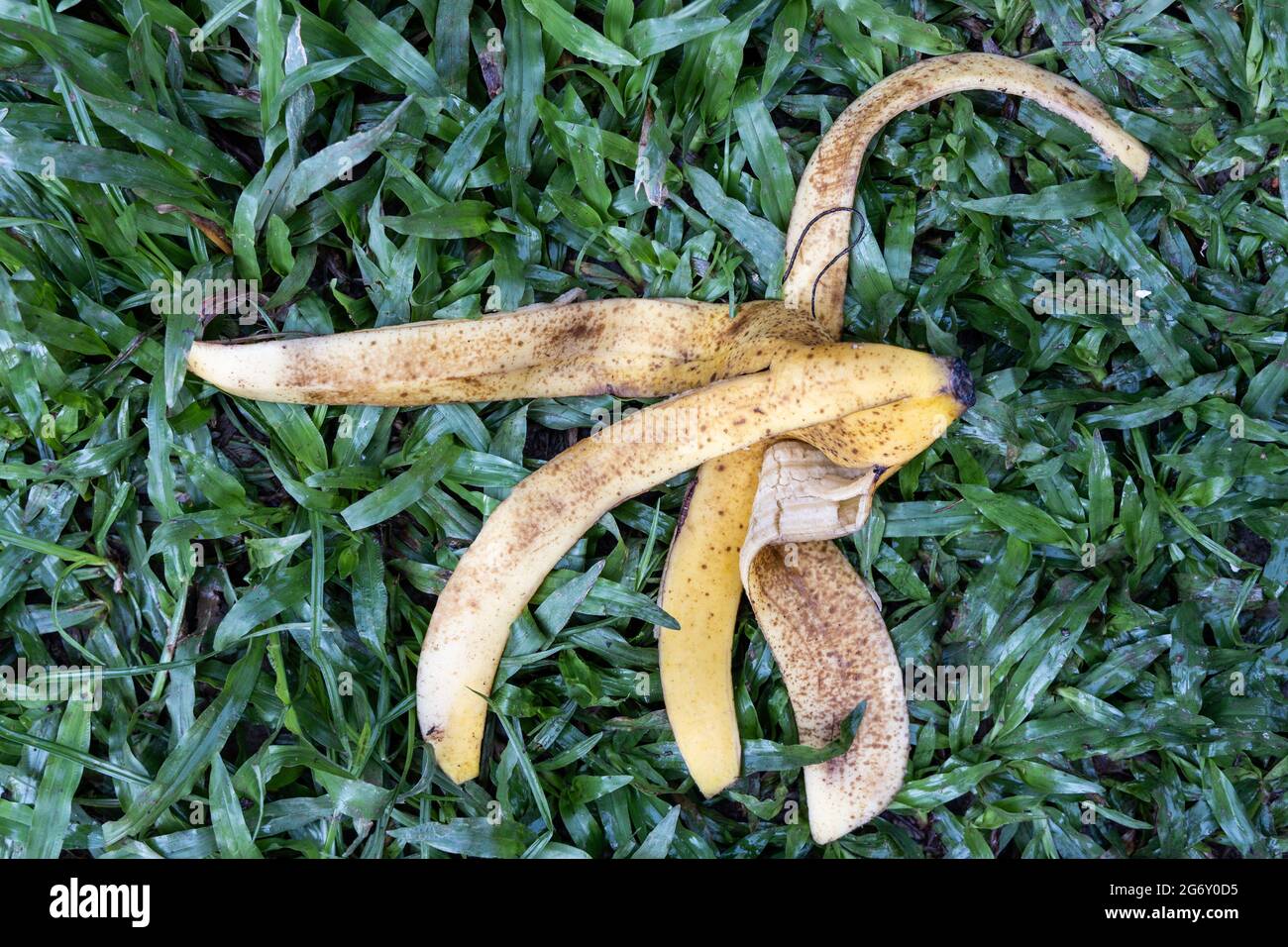 Bananenschale gegen grünes Gras im Garten. Sie sind eine gute Quelle für natürlichen organischen Dünger. Stockfoto