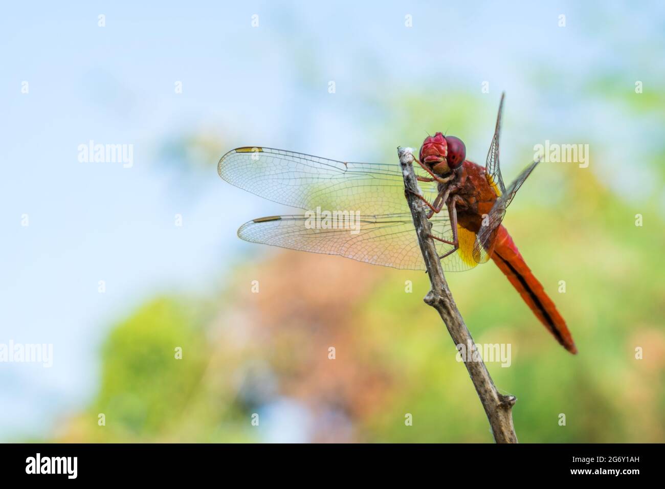 Eine wunderschöne Libelle, die auf einer Zweigstelle in einem Park in Mumbai, Indien, thront Stockfoto
