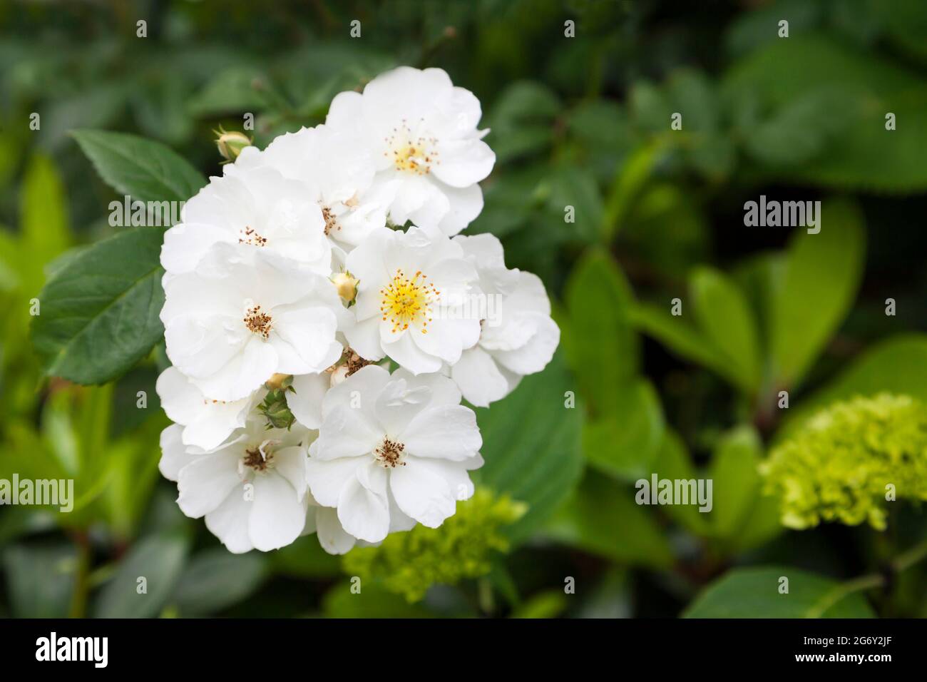 Rosa - Ramblerrektorin Stockfoto