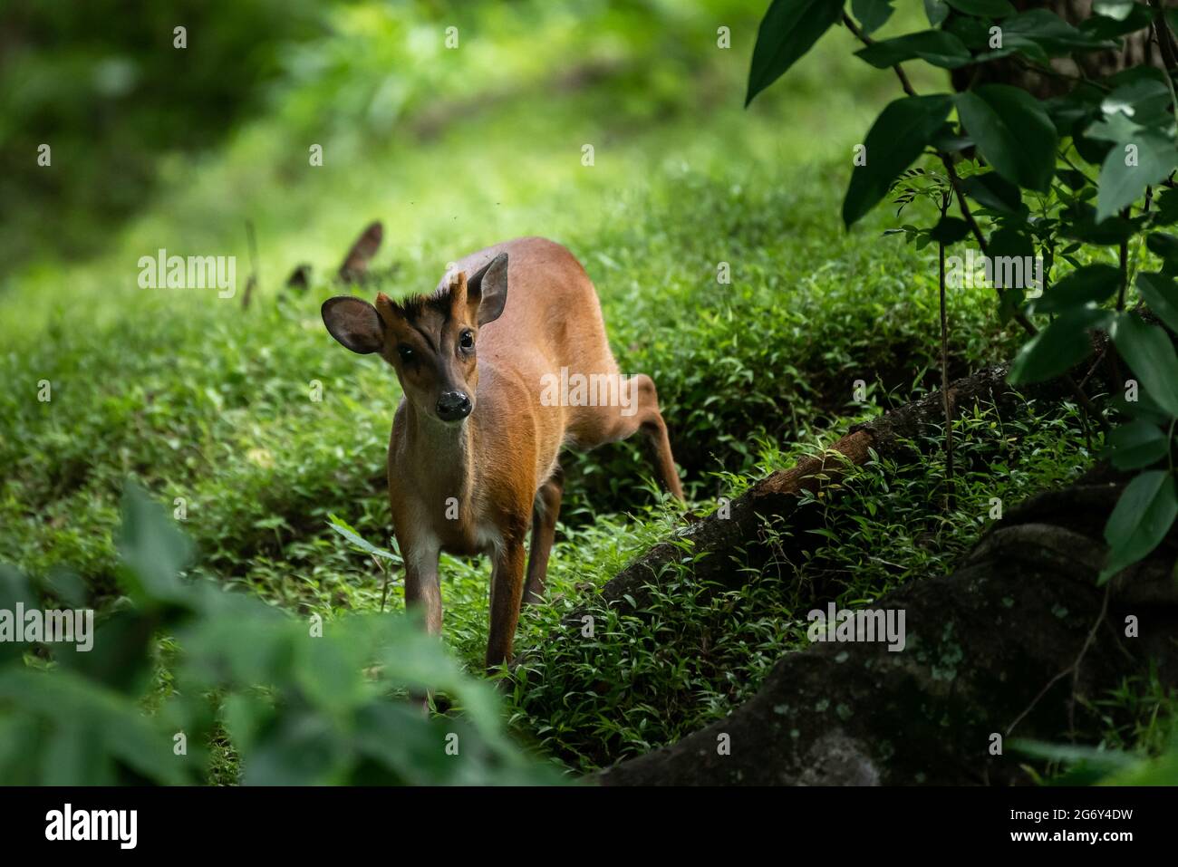 Bambi im Wald Stockfoto