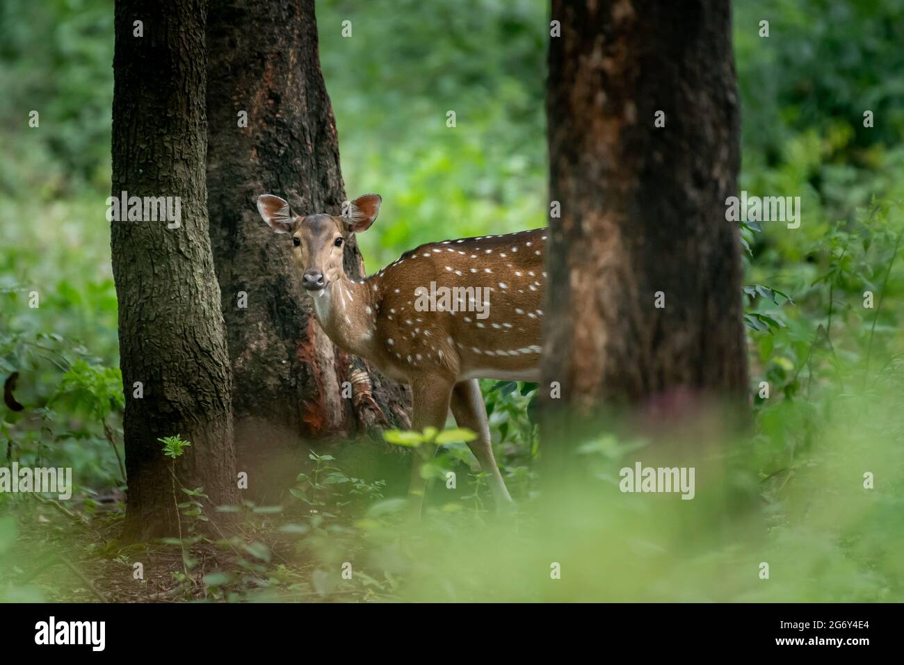 Gefleckte Hirse im Sandal Wood Reserve, Marayoor, Kerala, Indien Stockfoto