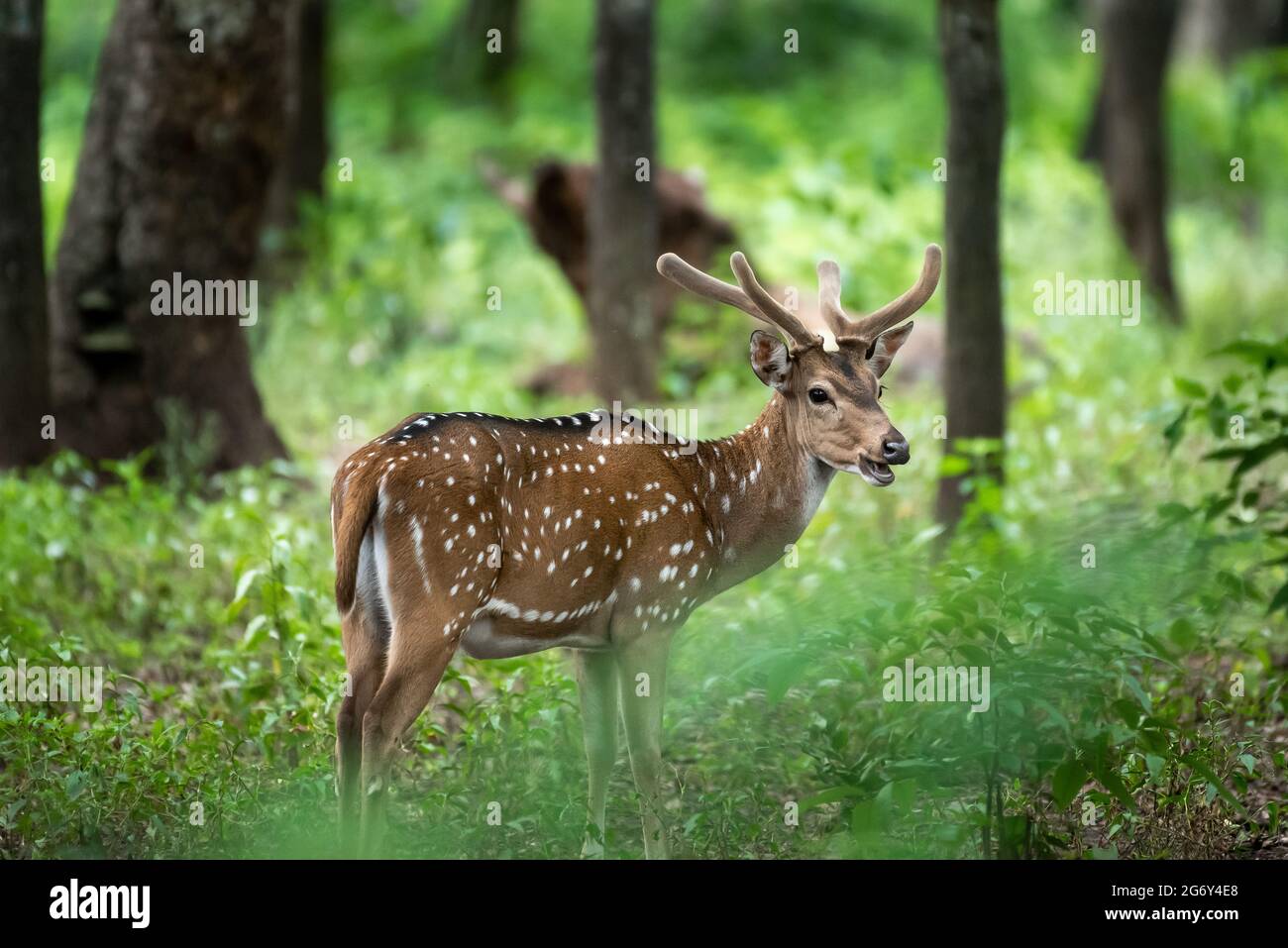 Gefleckte Hirse im Sandal Wood Reserve, Marayoor, Kerala, Indien Stockfoto