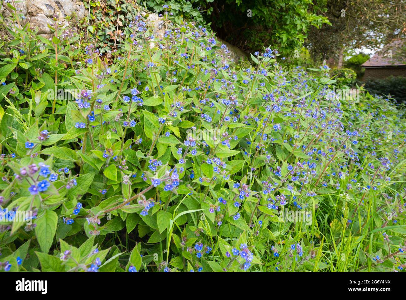 Grüne Alkanet (Pentaglottis sempervirens) Pflanze, AKA Evergreen Alkanet, Teil der Familie Vergiss mich nicht mit kleinen blauen Blüten im Frühjahr in Großbritannien. Stockfoto