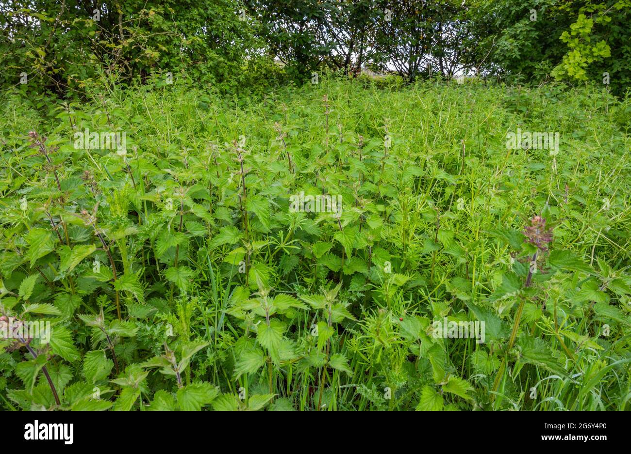 Im Frühjahr in West Sussex, England, Großbritannien, sind die Brennnesseln (Urtica dioica) verbreitet. Stockfoto