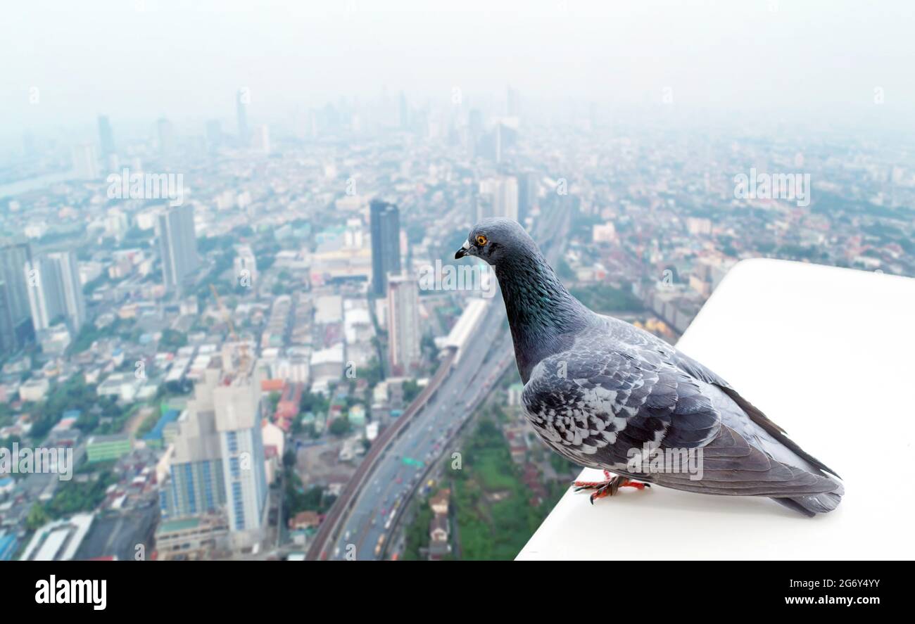 Blick aus der Vogelperspektive von oben, um das Stadtbild von einem hohen Gebäude bis hin zum Stying in der Stadt zu beobachten Stockfoto