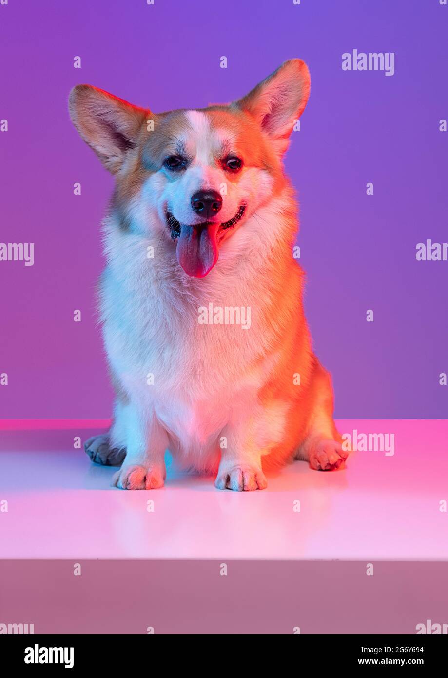 Nahaufnahme Porträt von schönen lustigen Corgi Hund posiert isoliert auf lila Studio-Hintergrund in rosa Neon-Licht. Stockfoto