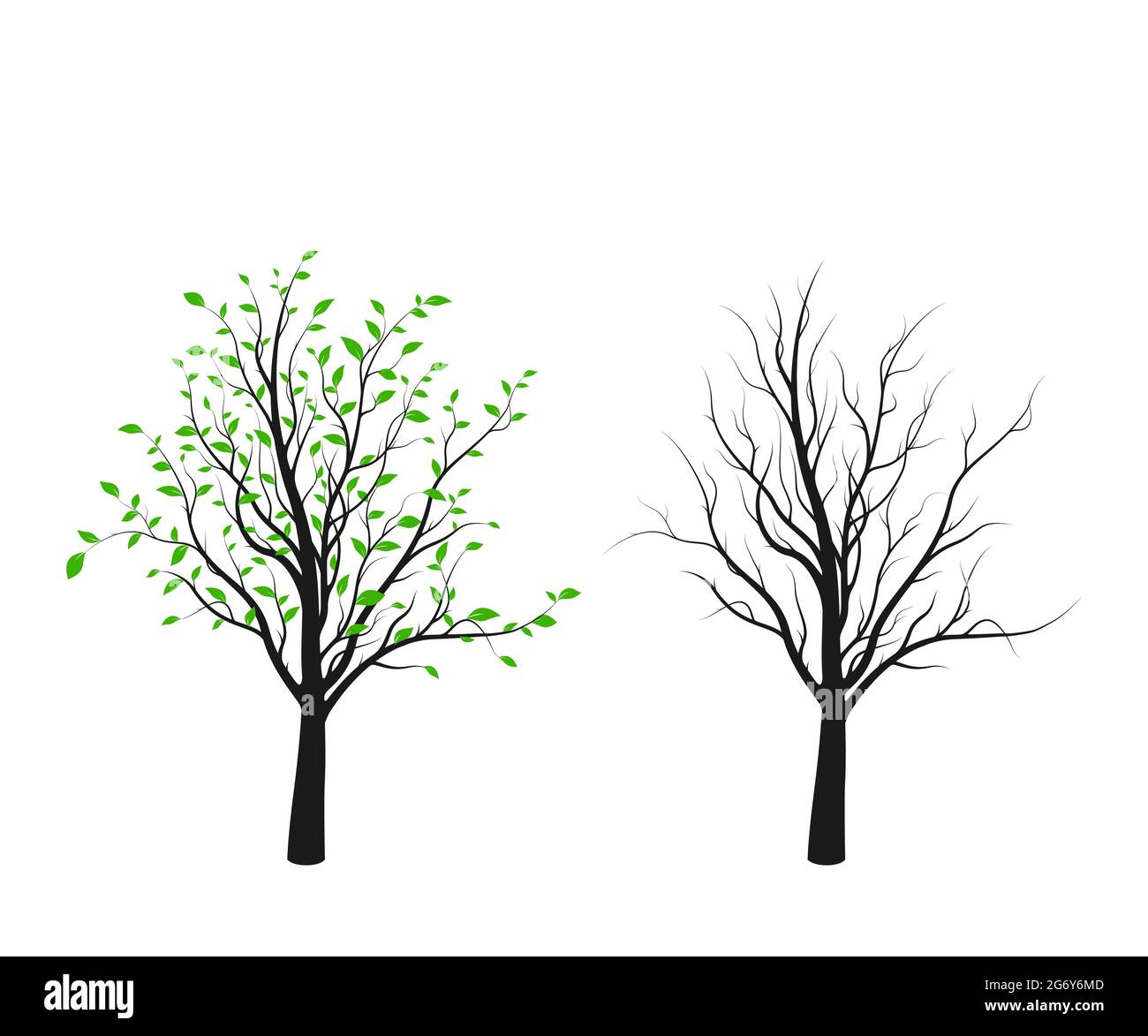Baum Silhouette mit grünen Blättern und ohne isoliert auf weißem Hintergrund. Vektorgrafik Stock Vektor