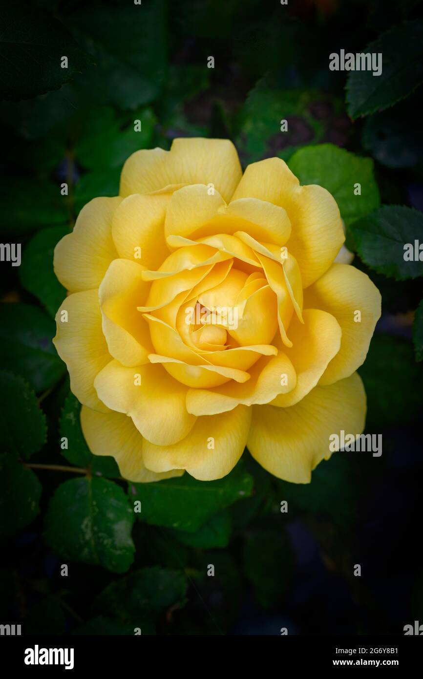Nahaufnahme einer schönen gelben Rosenblume Stockfoto