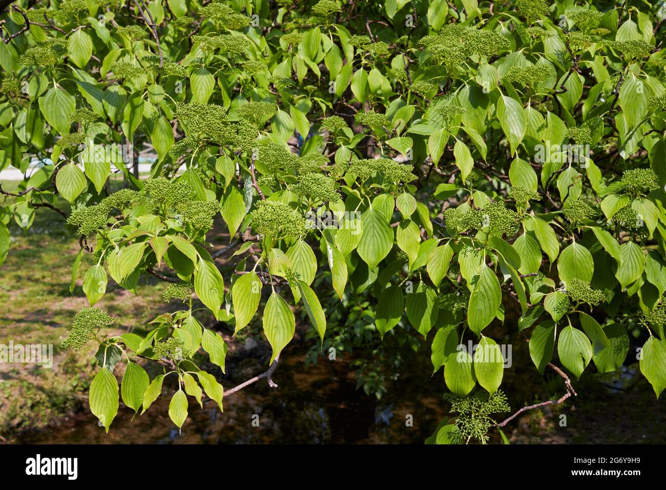 Blühender Cornus alternifolia Baum Stockfoto