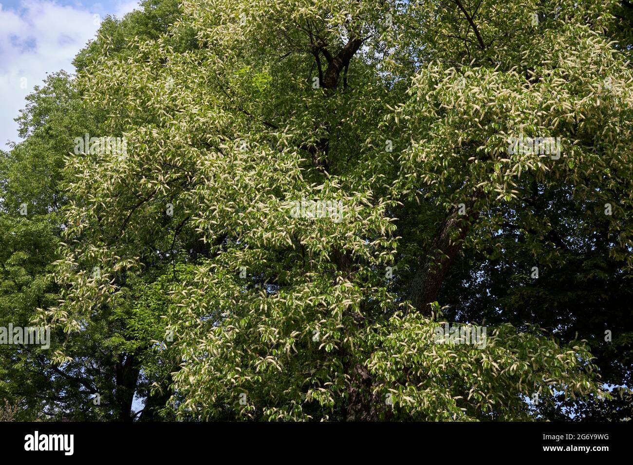 Blühender Prunus serotina Baum Stockfoto