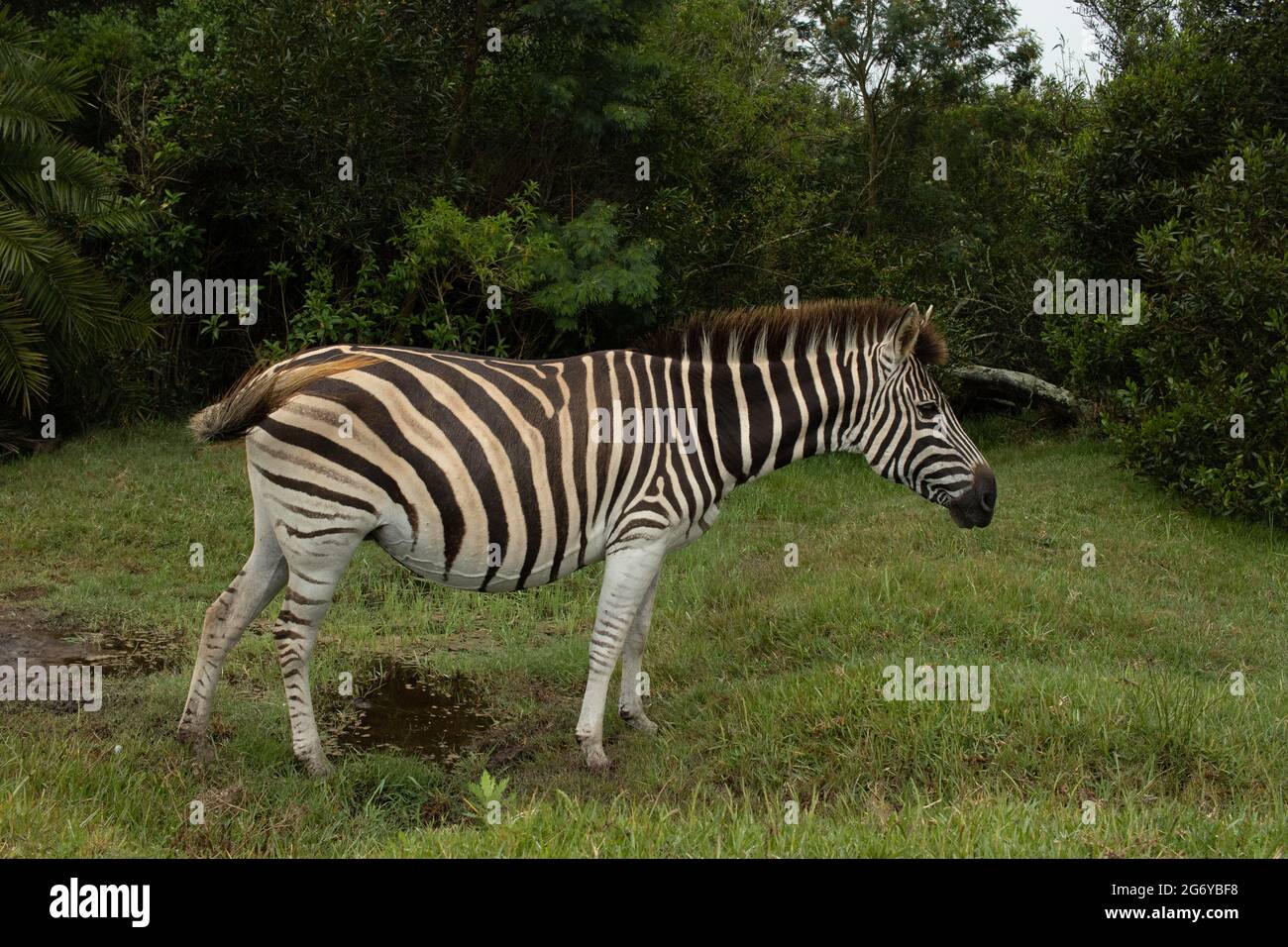 Burchells Zebra in Südafrika Stockfoto