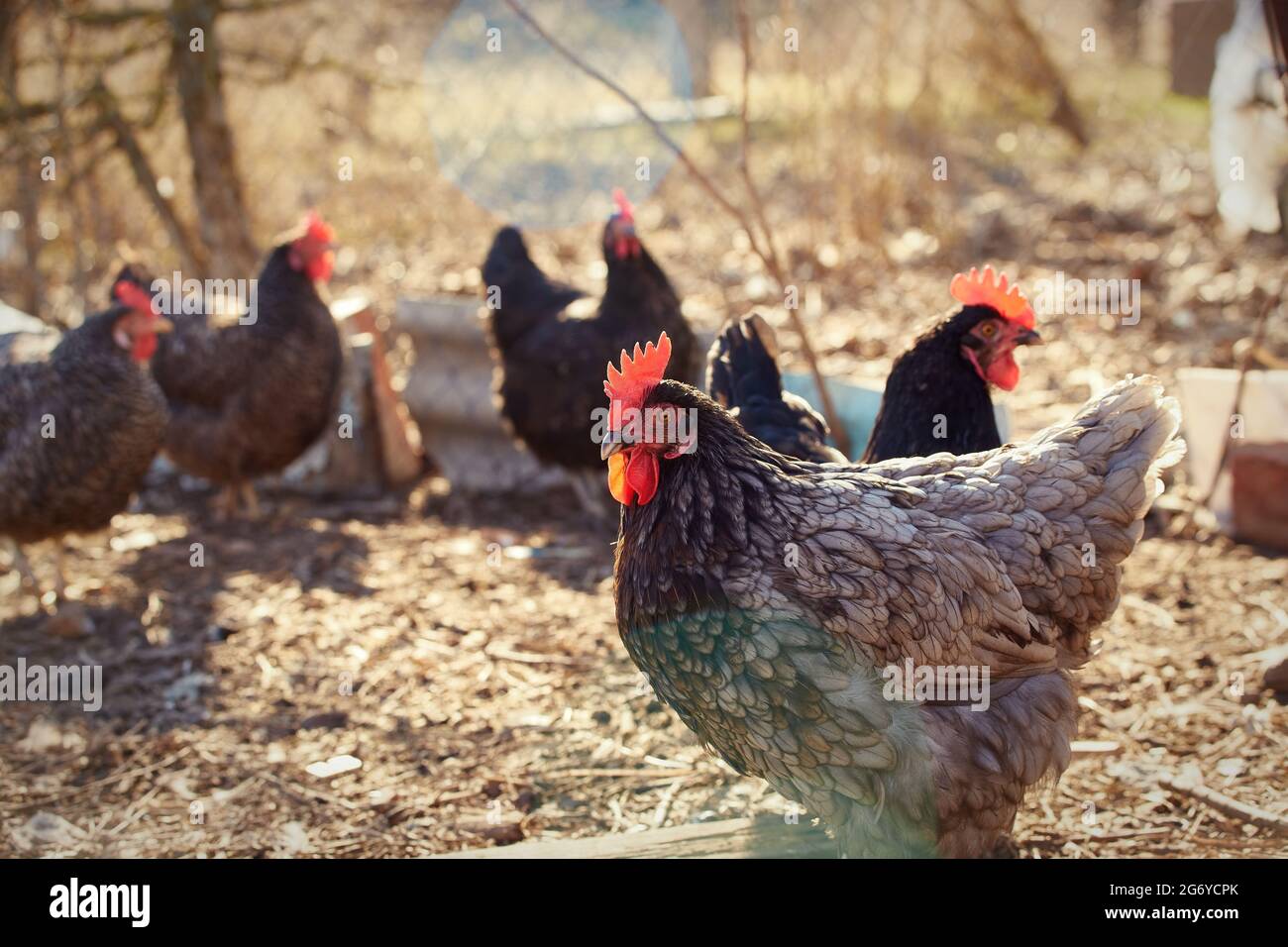 Schönes Huhn mit grauen und schwarzen Federn geht im Hof Stockfoto