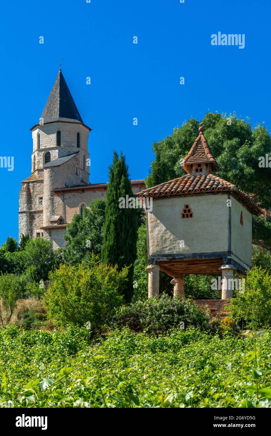 Französische Taubenschnäpper bei La Bastide de Levis, im Languedoc-Gebiet von Südfrankreich. Stockfoto