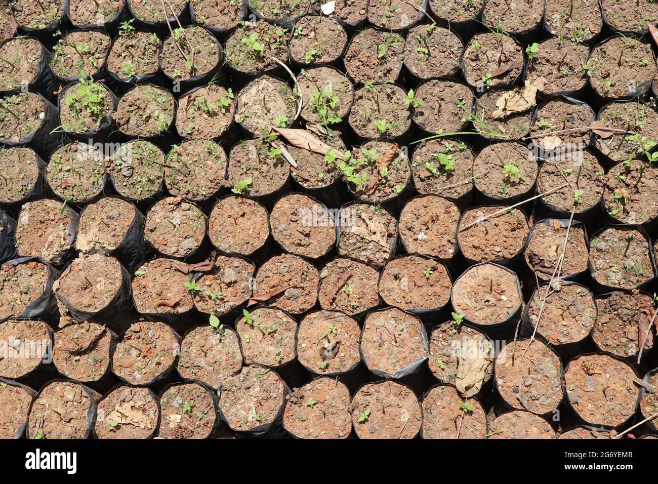 Pflanzen Sie Setzlinge in Plastiksäcke. Draufsicht auf organische Aracanut-Sämlinge, die im Garten wachsen Stockfoto