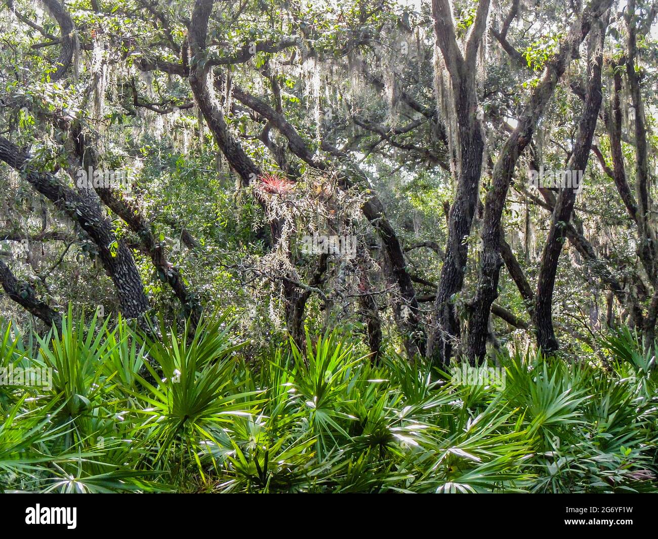Hinterleuchtete Hartholzhängematten am Salatsee, Hillsborough County, Tampa, FL. Stockfoto