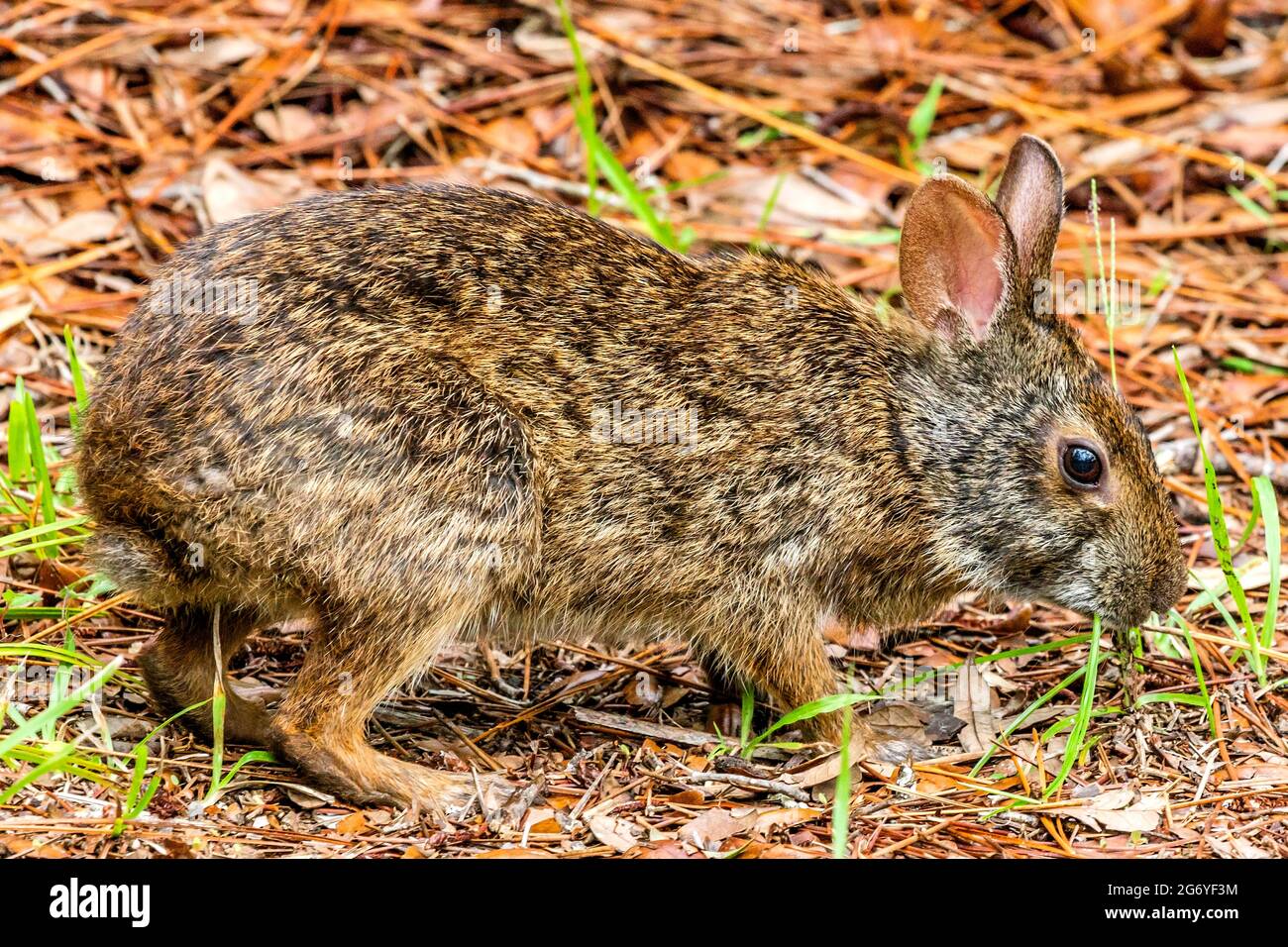 Marsh Rabbit (sylvilagus palustris) mit trockenen Blättern, die Gras fressen, im Salatsee Conservation Park, Hillsborough County, Tampa, FL. Stockfoto