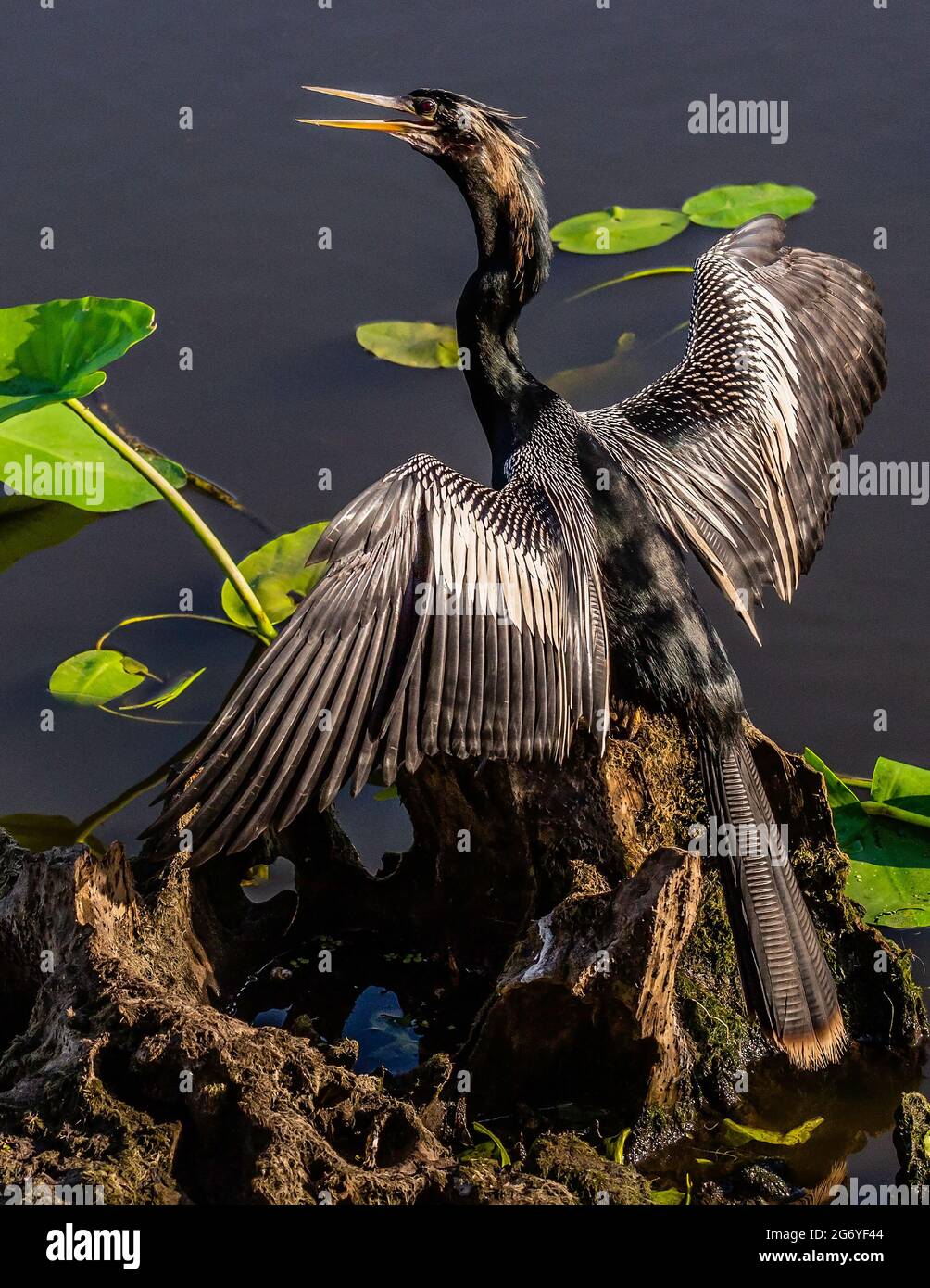 Anhinga (anhinga anhinga) trocknet mit in der Sonne ausgebreiteten Flügeln. Gelegen auf einem toten Balken in Salatsee, Hillsborough County Park, Tampa, Florida. Profil Stockfoto