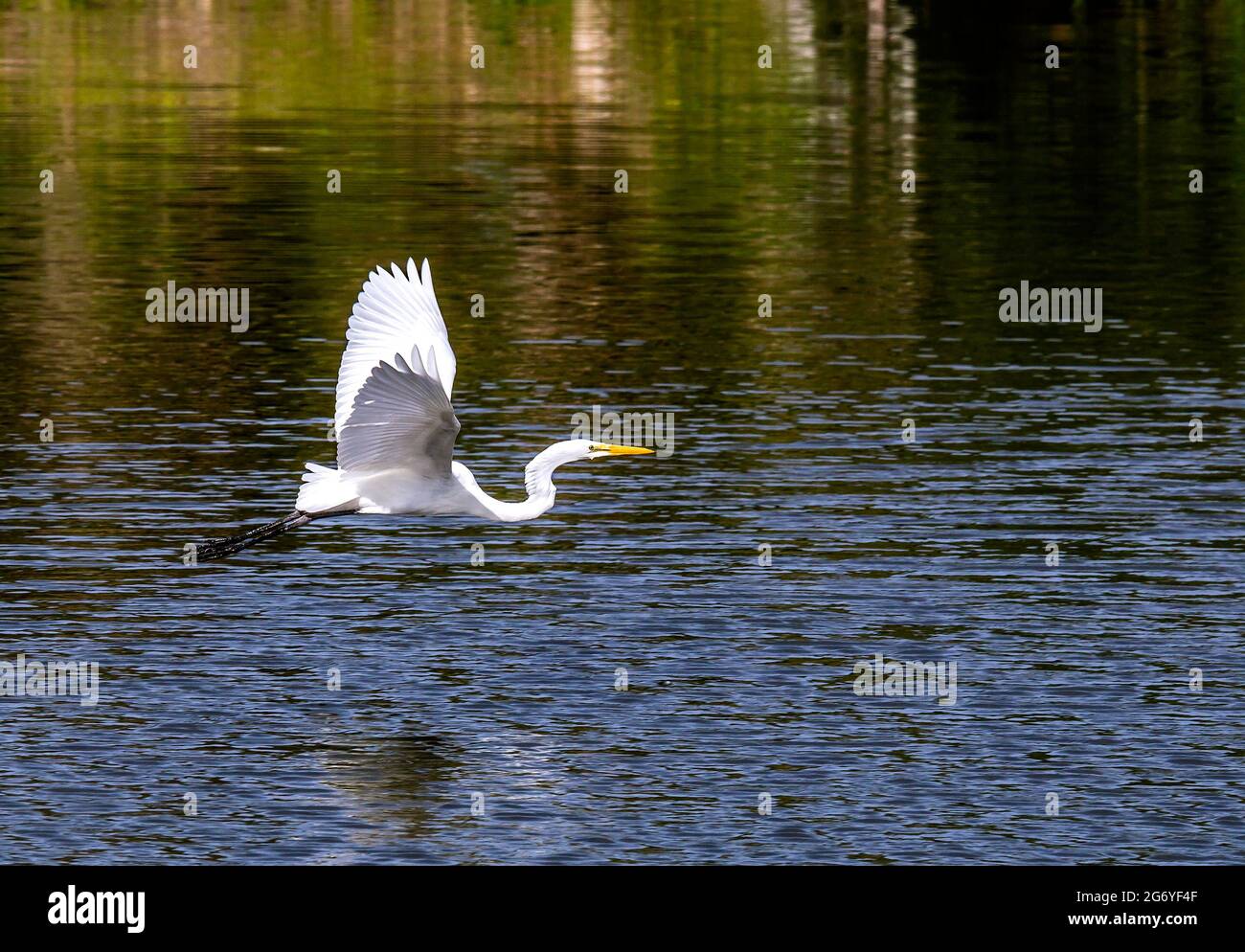 Great Egret (Ardea alba) im Flug direkt über dem Wasser, Venice Rookery, Venedig, Florida Stockfoto