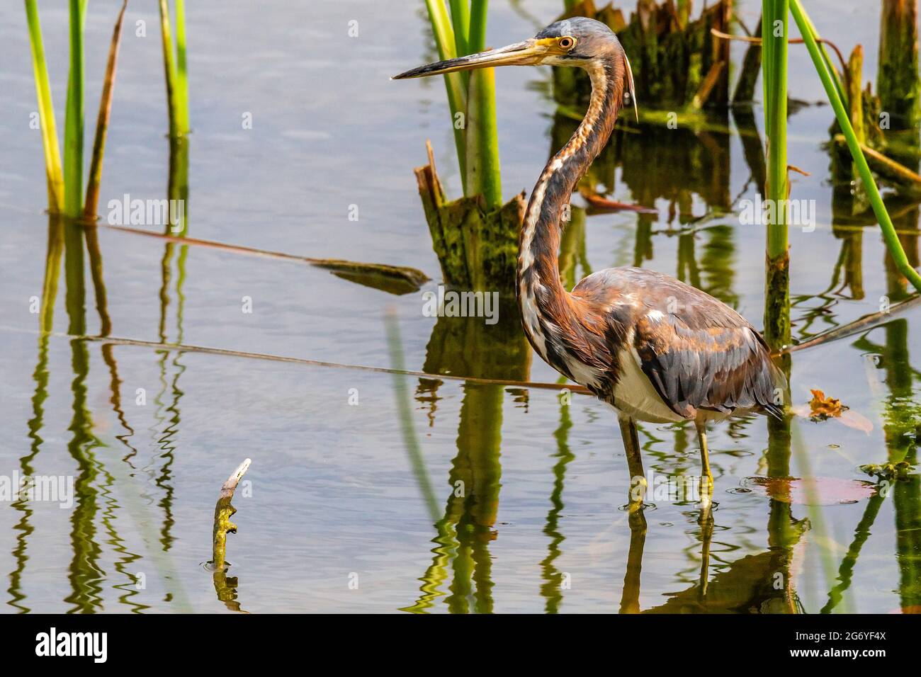 Tricolored Heron, juvenile, (Egretta tricolor) in Teich in der Nähe der Küste bei Venice Rookery, Venedig, Florida Stockfoto